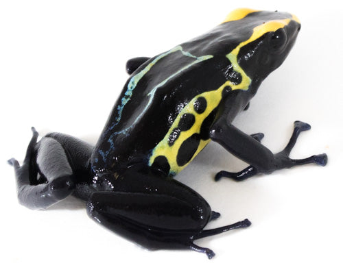 D. Tinctorius - Robertus Morph