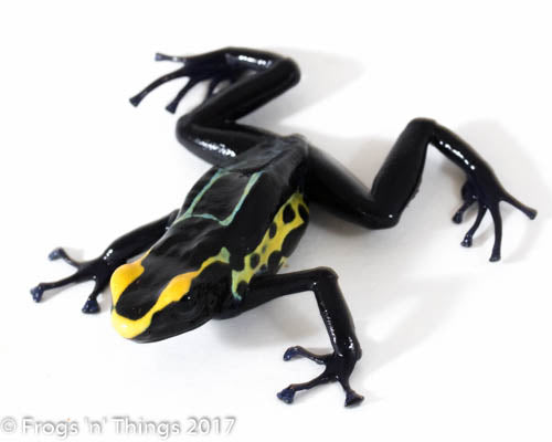 D. Tinctorius - Robertus Morph