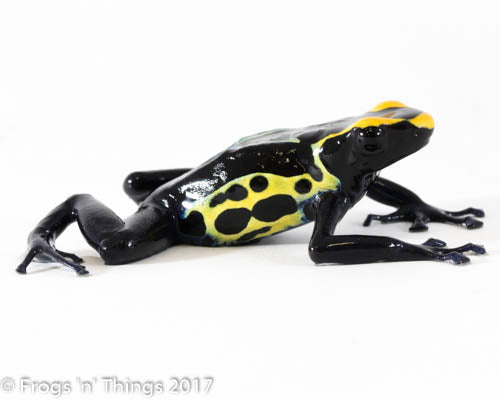 D. Tinctorius - Robertus Morph