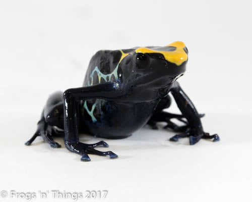 D. Tinctorius - Robertus Morph