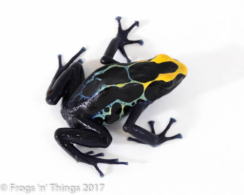 D. Tinctorius - Robertus Morph