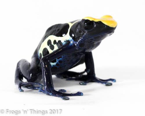 D. Tinctorius - Robertus Morph