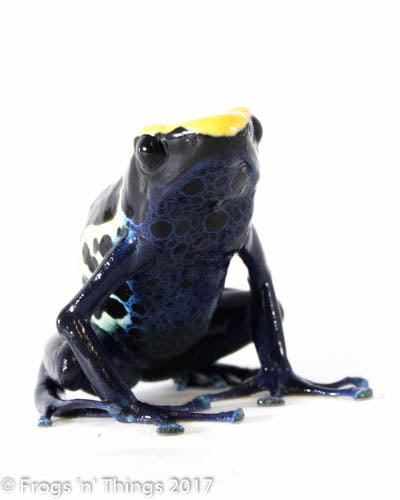 D. Tinctorius - Robertus Morph