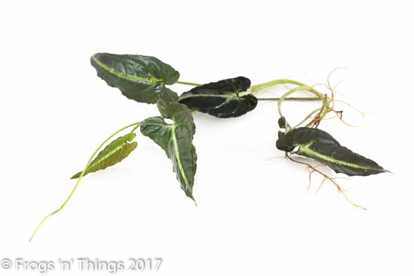 Syngonium Rayii