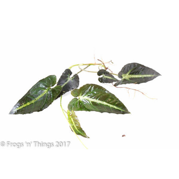 Syngonium Rayii