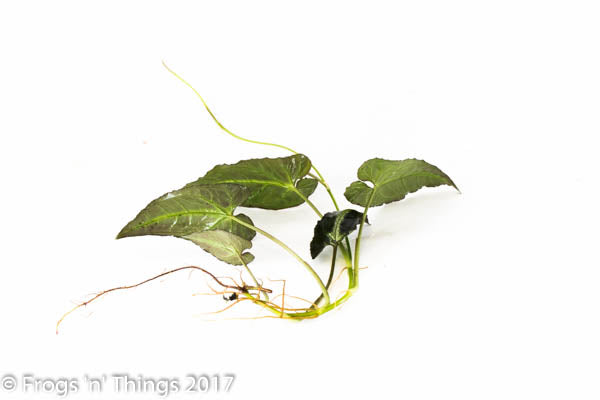 Syngonium Rayii