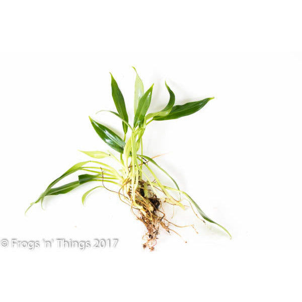 Philodendron Wend-Imbe