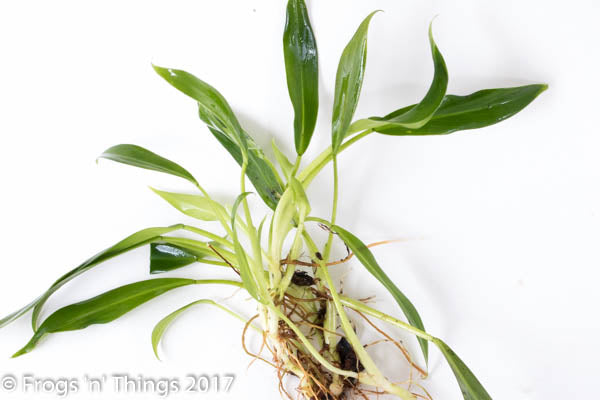 Philodendron Wend-Imbe