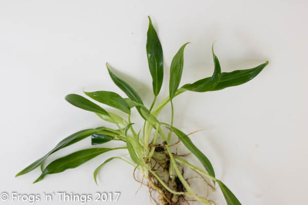 Philodendron Wend-Imbe