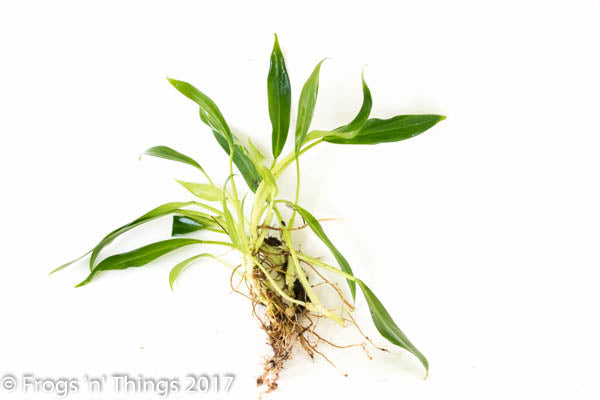 Philodendron Wend-Imbe