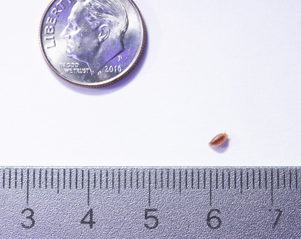 16oz Trichoniscidae Sp. Isopod: "Costa Rican Dwarf Purple"