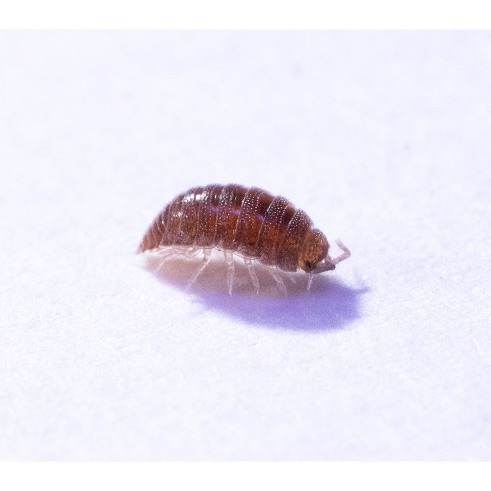 16oz Trichoniscidae Sp. Isopod: "Costa Rican Dwarf Purple"