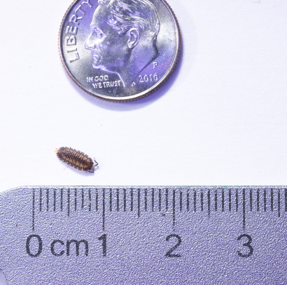 8oz Isopod (Nagurus Cristatus) Culture - "Dwarf Striped Gray"