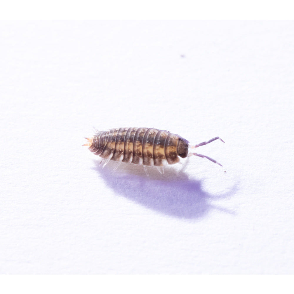 8oz Isopod (Nagurus Cristatus) Culture - "Dwarf Striped Gray"