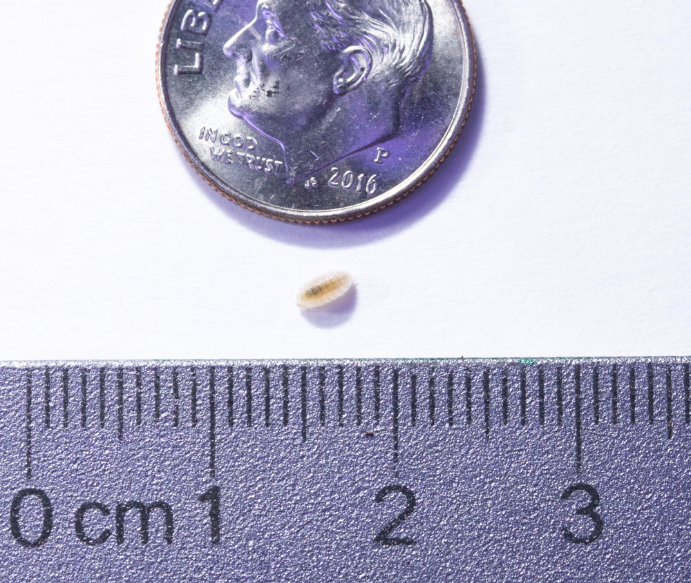 8oz Isopod (Trichorhina Tomentosa) Culture - "Dwarf White"
