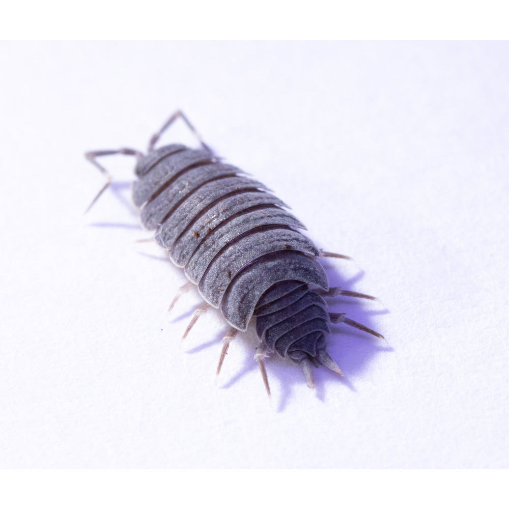 Porcellionides Pruinosus Culture - "Powdered Blue"