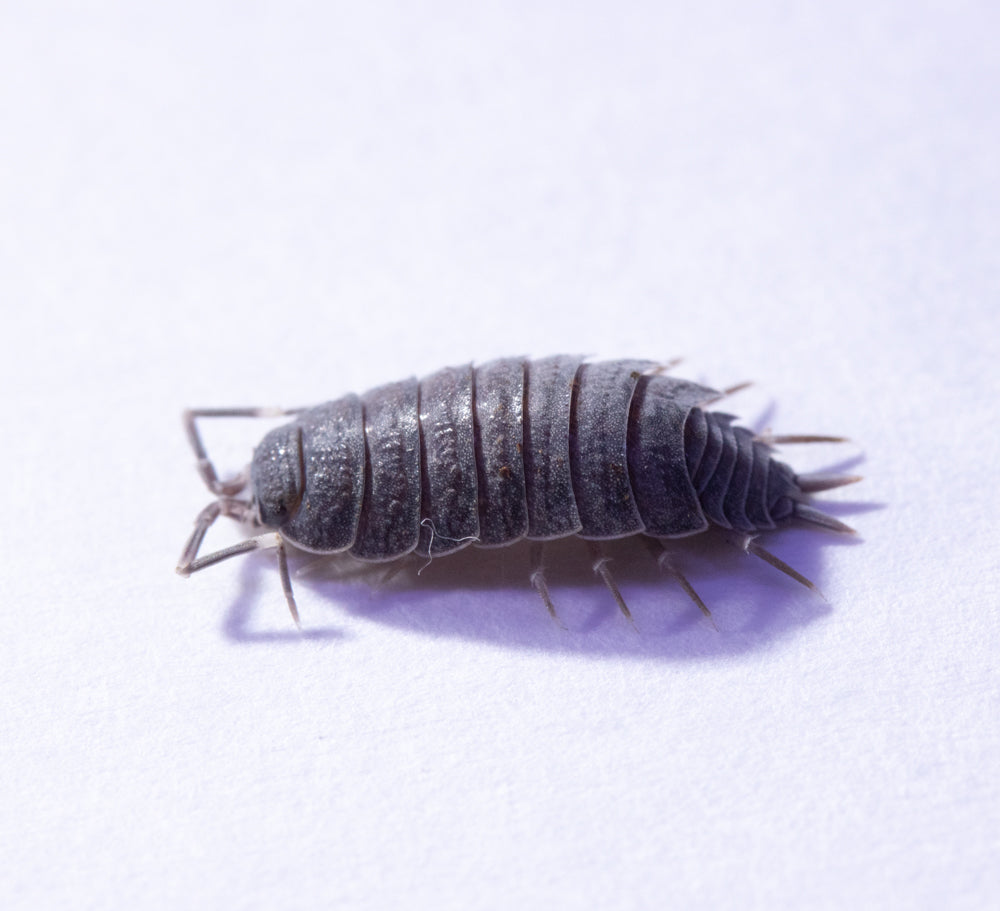 Porcellionides Pruinosus Culture - "Powdered Blue"