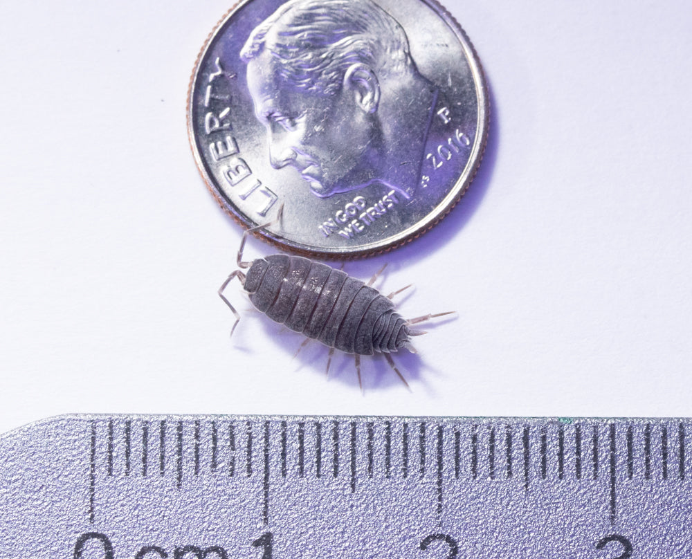 Porcellionides Pruinosus Culture - "Powdered Blue"