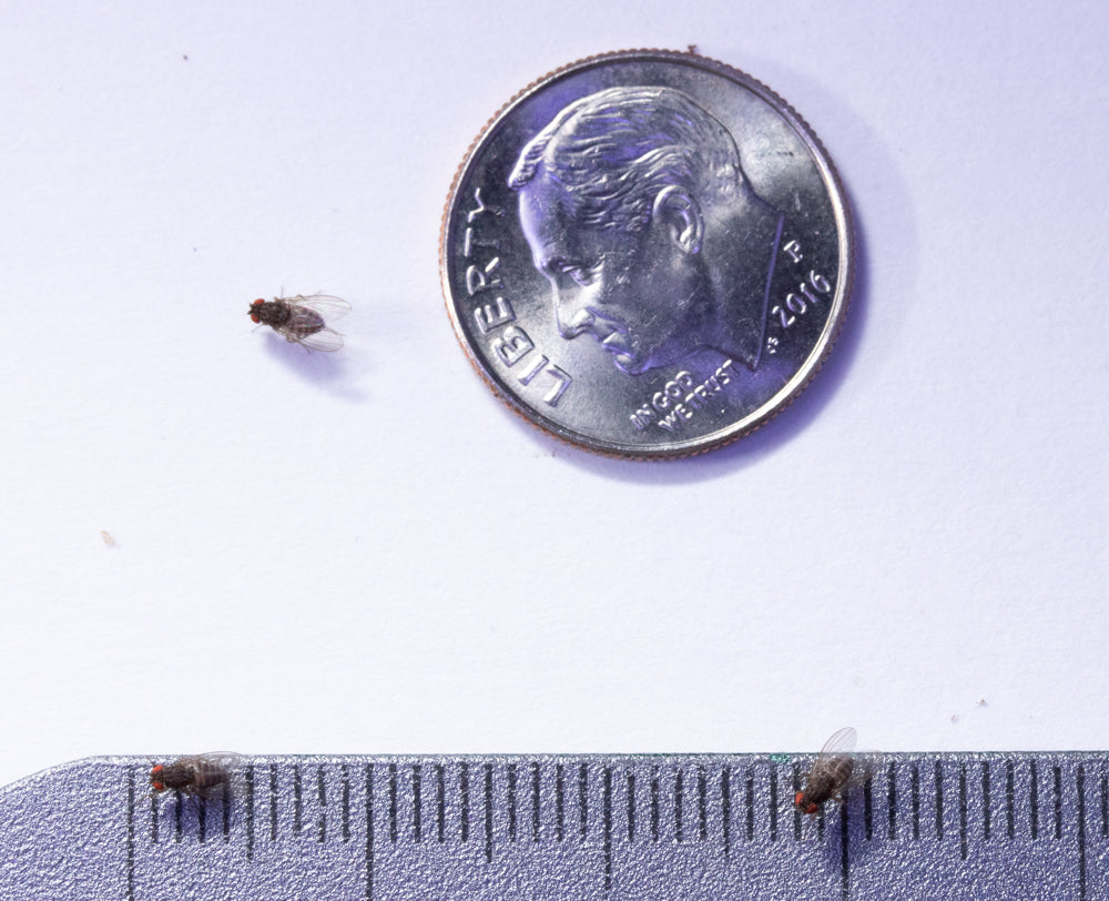 32oz Flightless Drosophila Hydei