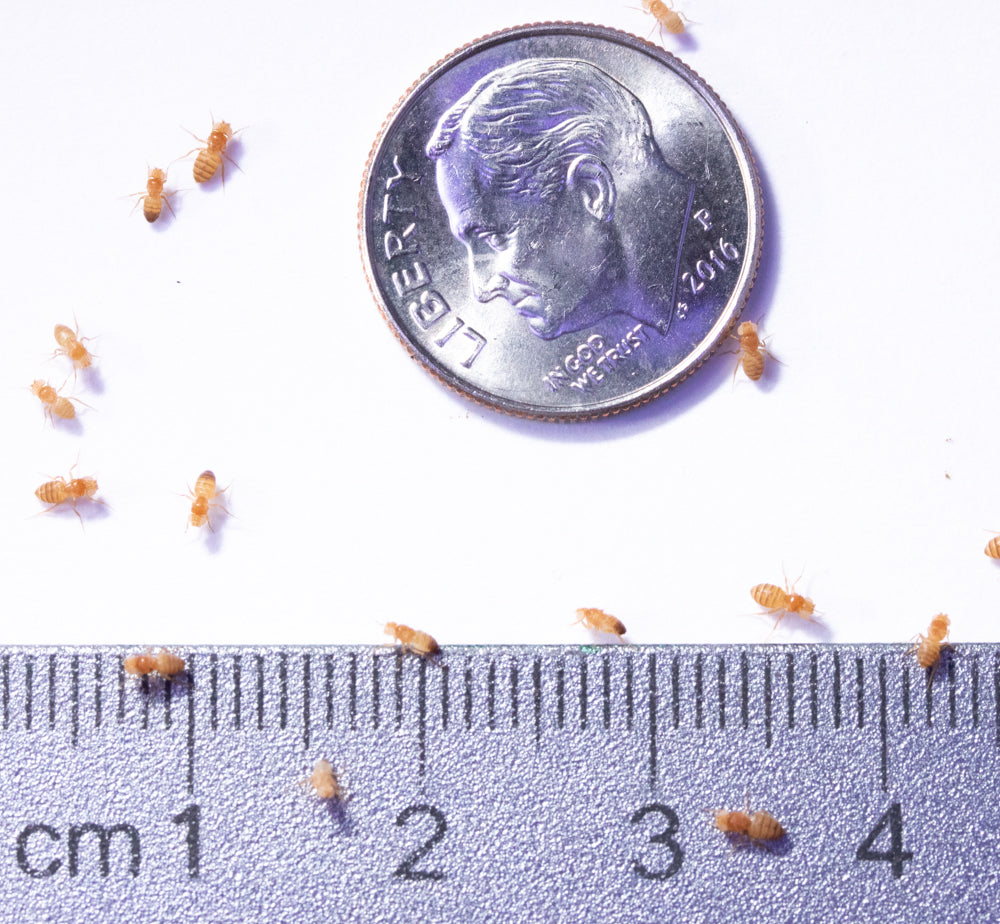 32oz "Golden Delicious" Wingless Drosophila Melanogaster