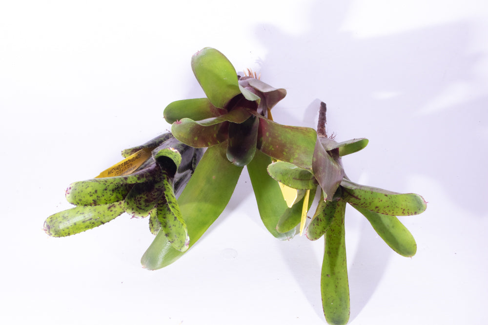 Bromeliad Neoregelia