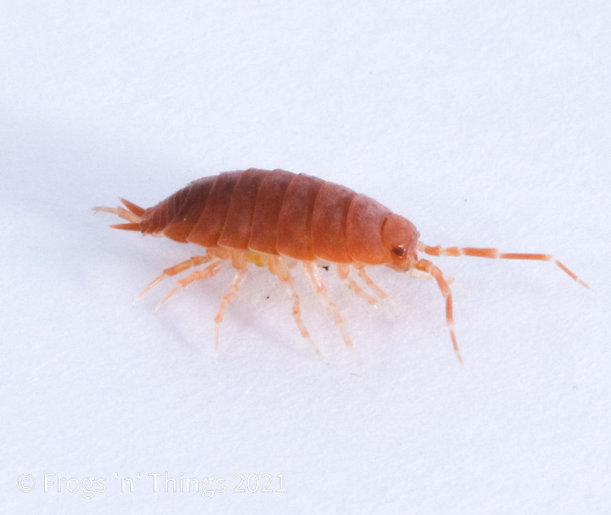 Porcellionides Pruinosus Culture - "Powdered Orange" by