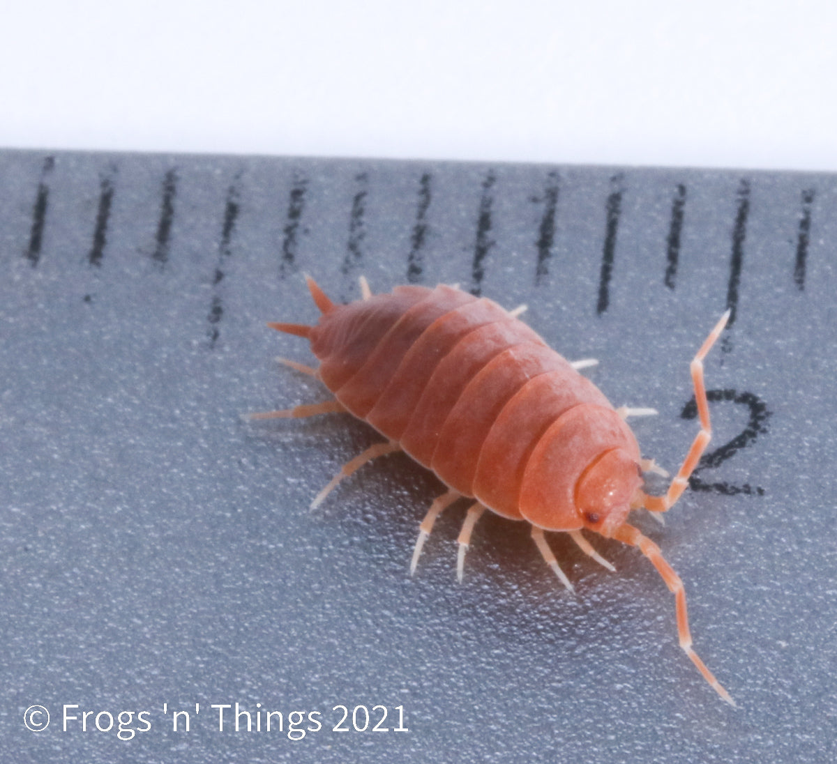 Porcellionides Pruinosus Culture - "Powdered Orange" by