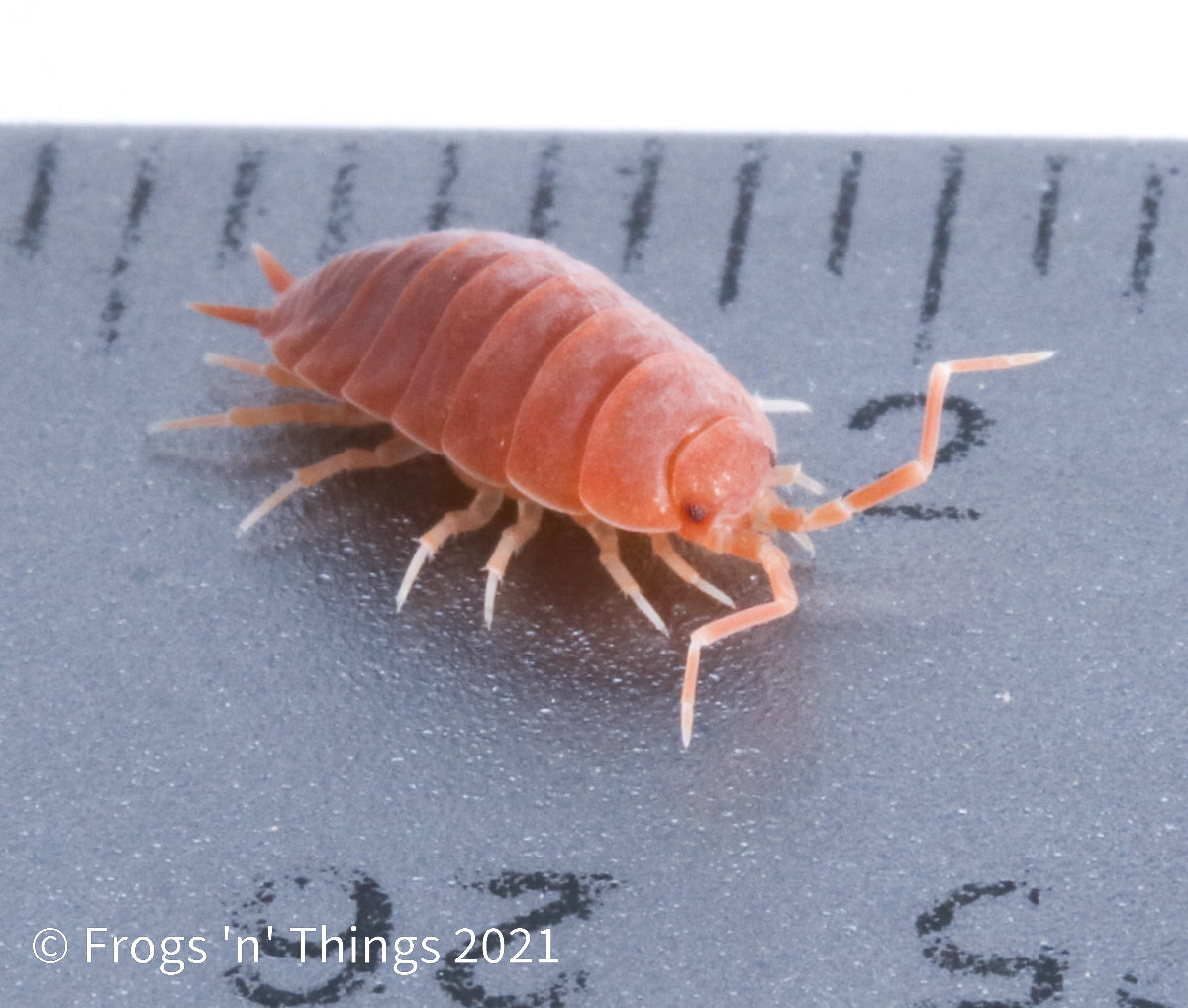 Porcellionides Pruinosus Culture - "Powdered Orange" by