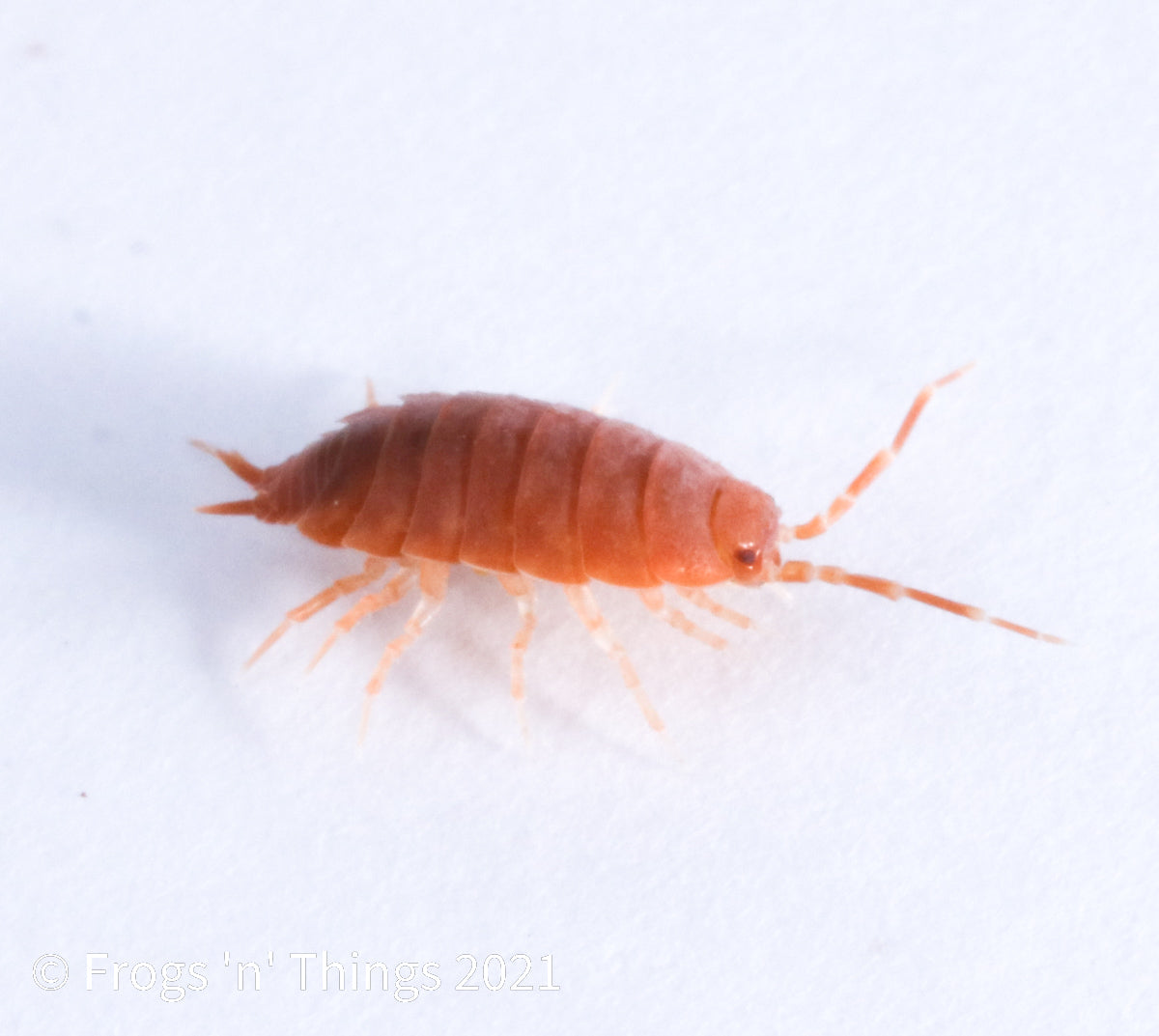 Porcellionides Pruinosus Culture - "Powdered Orange" by