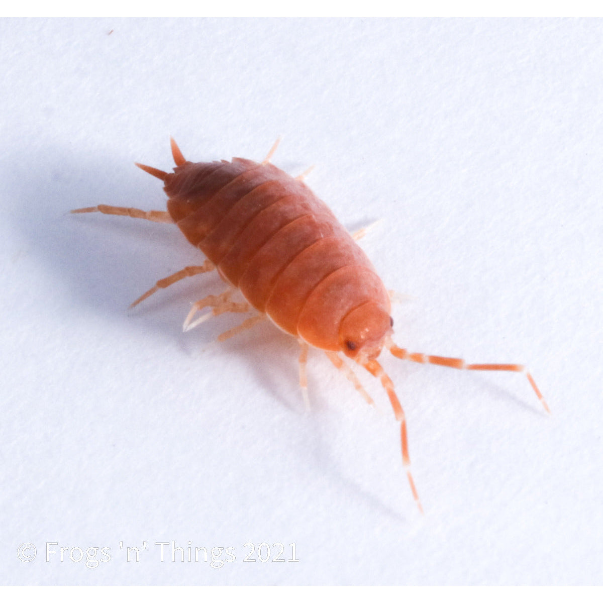 Porcellionides Pruinosus Culture - "Powdered Orange" by