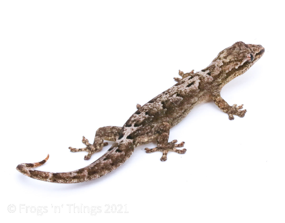 Lepidodactylus lugubris - Mourning Gecko