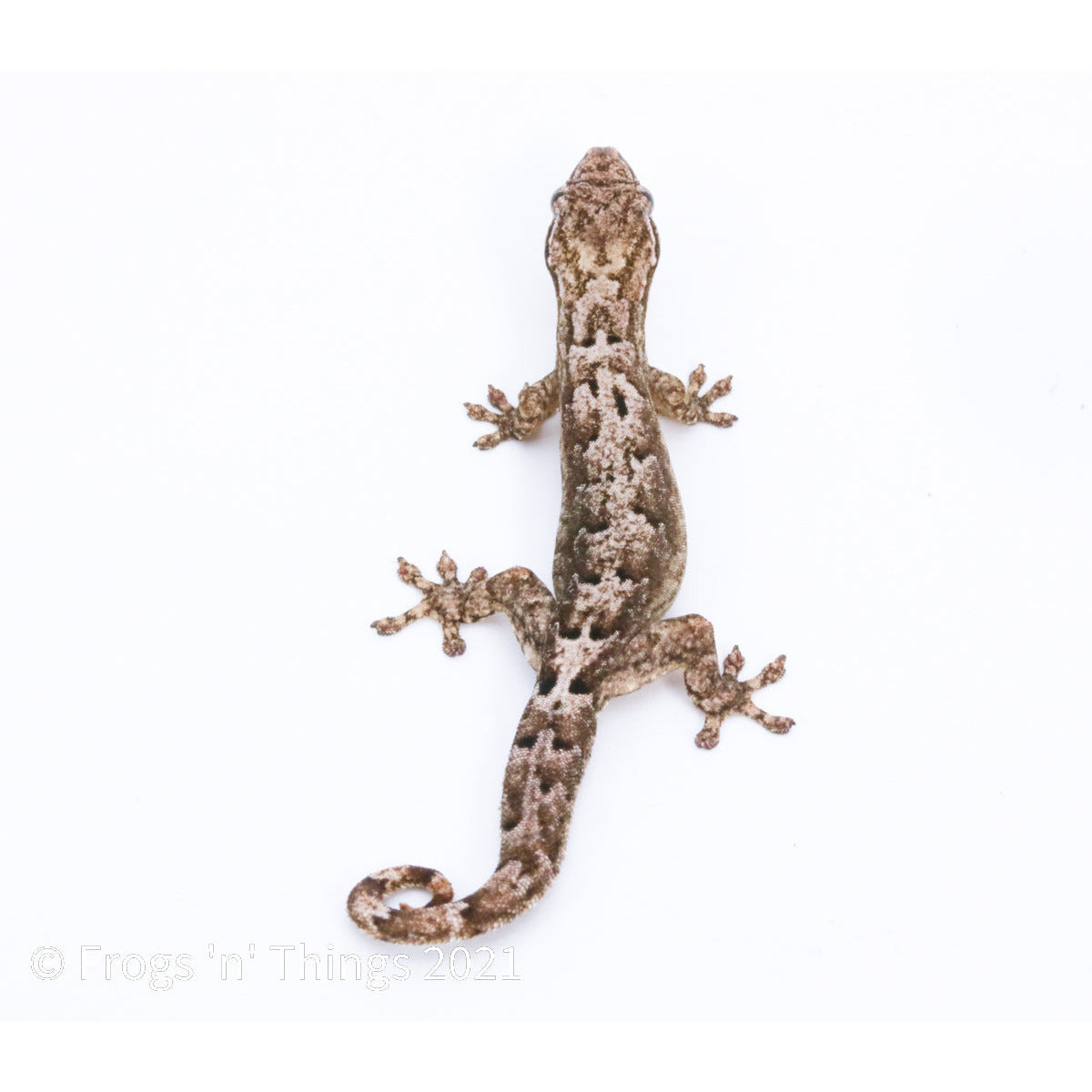 Lepidodactylus lugubris - Mourning Gecko