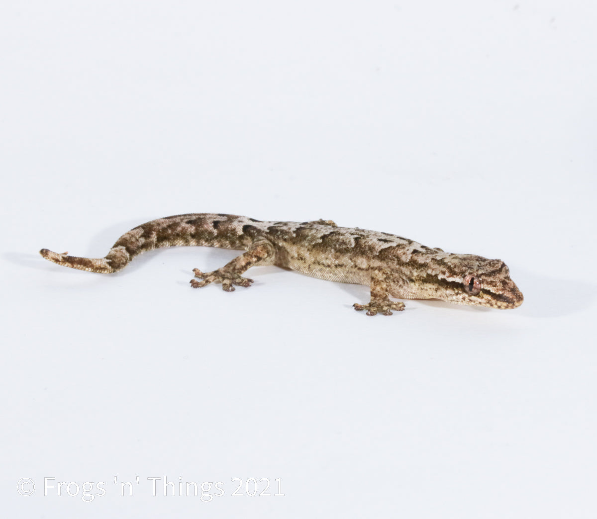 Lepidodactylus lugubris - Mourning Gecko