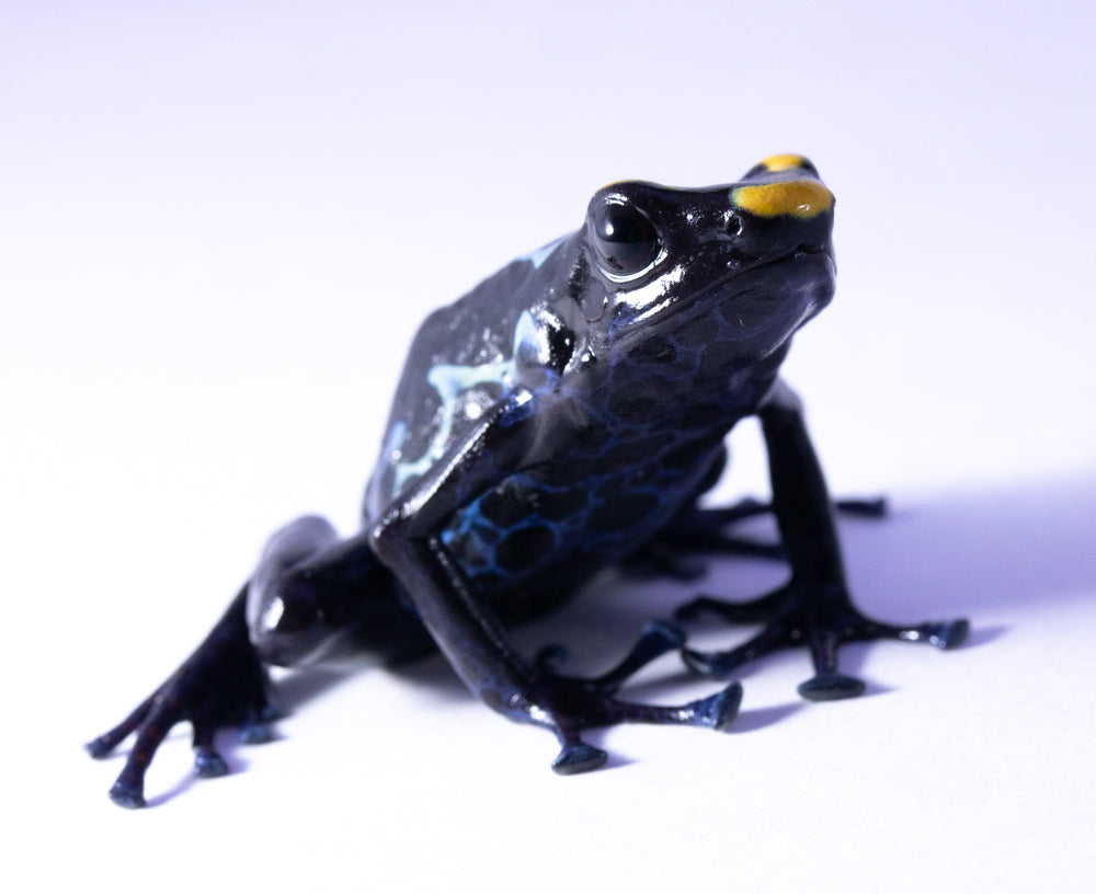 D. Tinctorius - True Sipaliwini Morph
