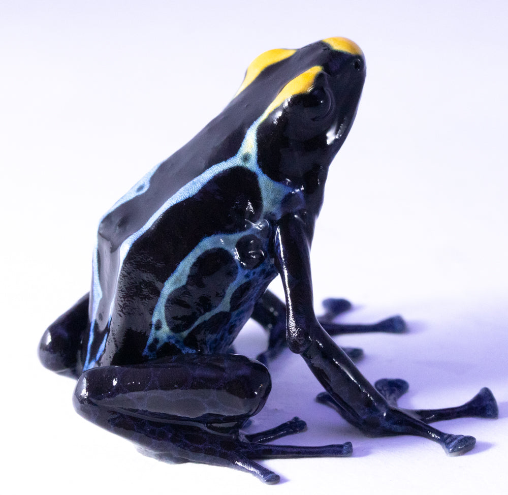D. Tinctorius - True Sipaliwini Morph