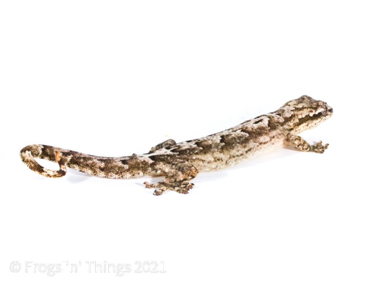 Lepidodactylus lugubris - Mourning Gecko