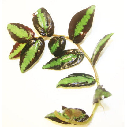Pellionia Repens