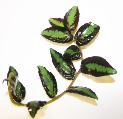 Pellionia Repens