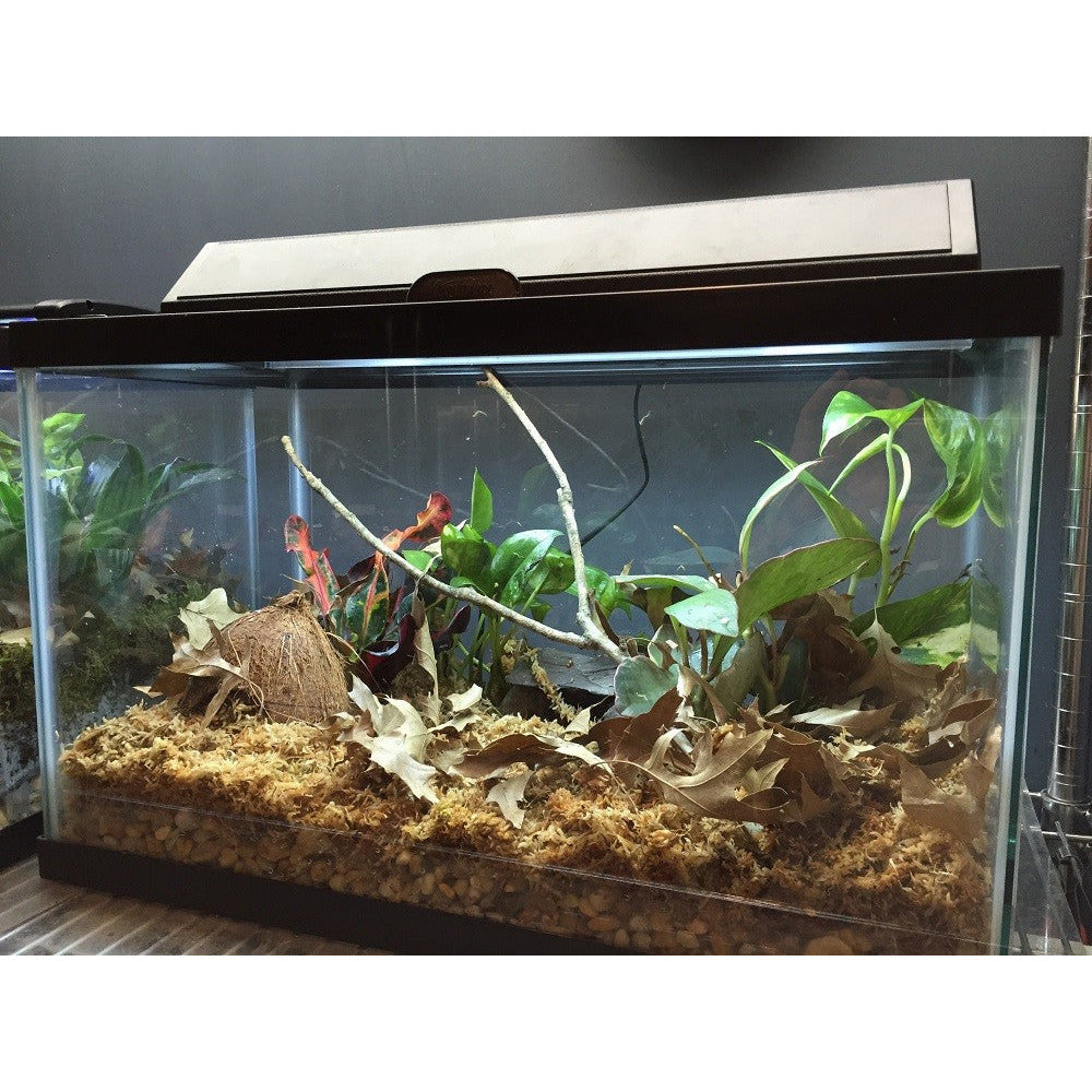 Standard Dart Frog Setup