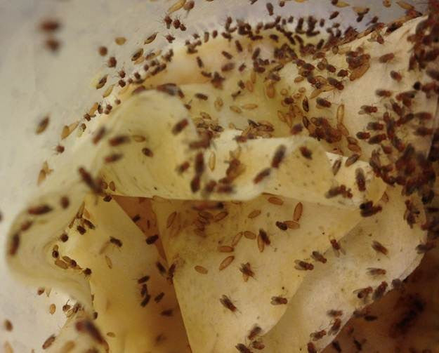 32oz "Turkish" Winged Flightless Drosophila Melanogaster