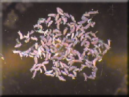 16oz Tropical Springtail Culture