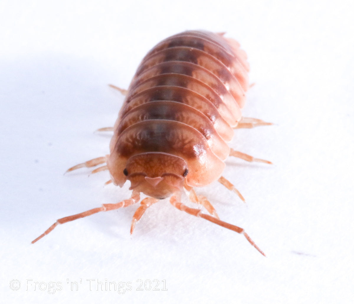 Isopods