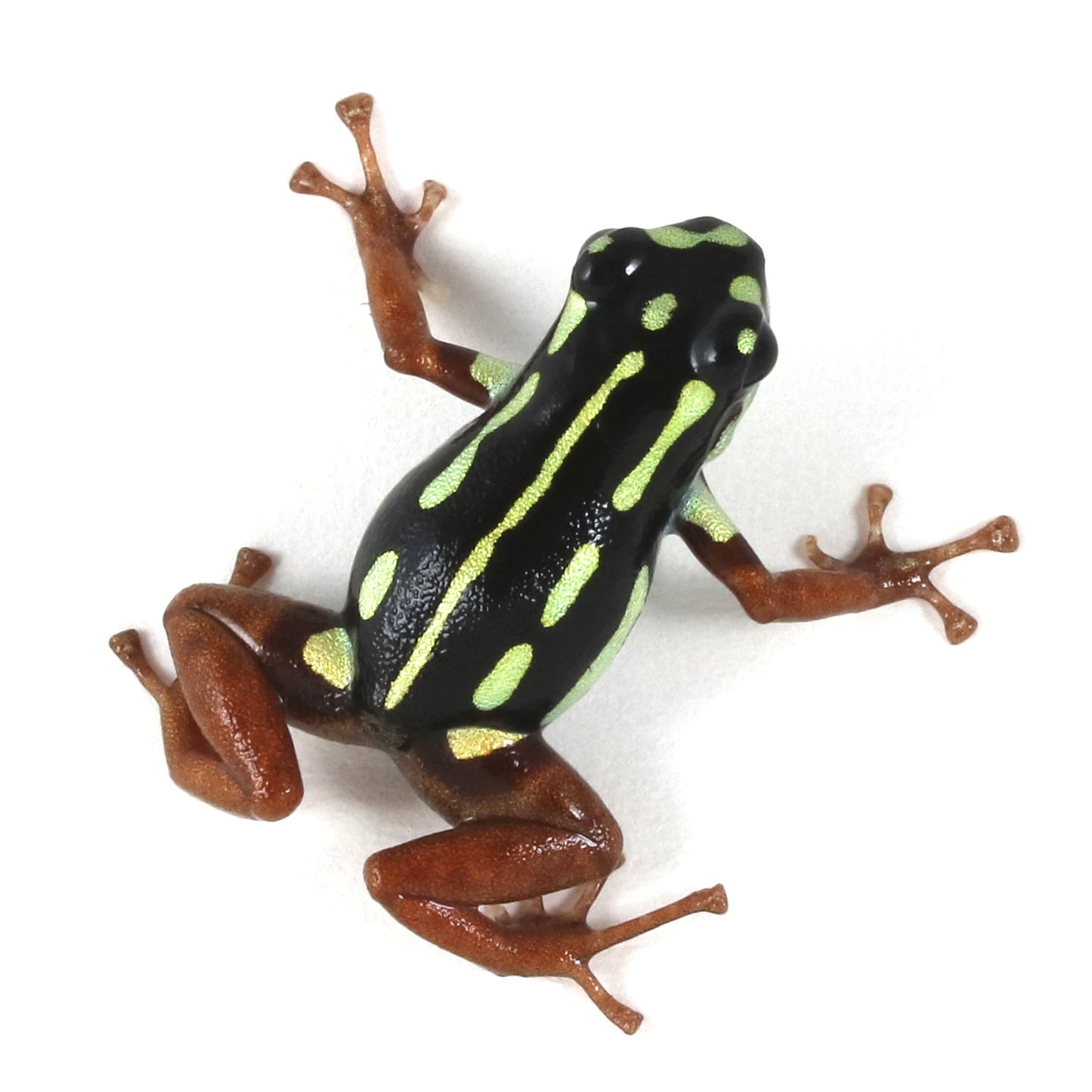 R. Flavovittata- Gold Legged