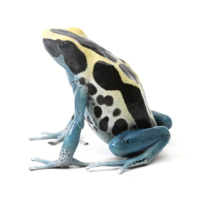 D. Tinctorius - Patricia Morph