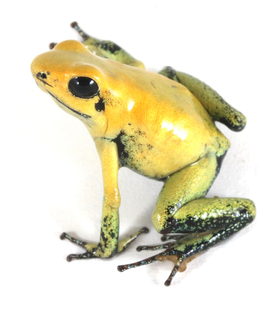 P. Terribilis - Yellow