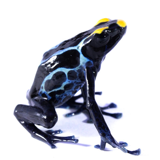 D. Tinctorius - True Sipaliwini Morph