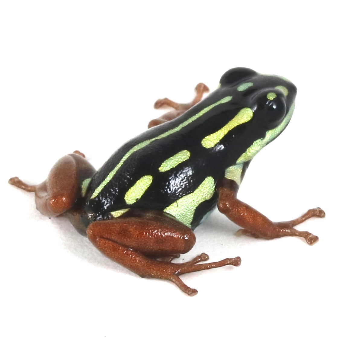 R. Flavovittata- Gold Legged