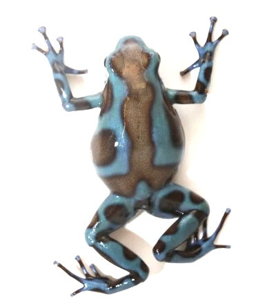 D. Auratus - Blue/Black