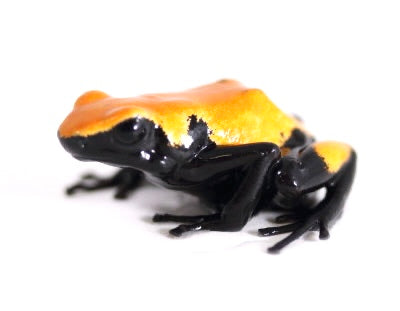 A. Galactonotus - Orange Morph