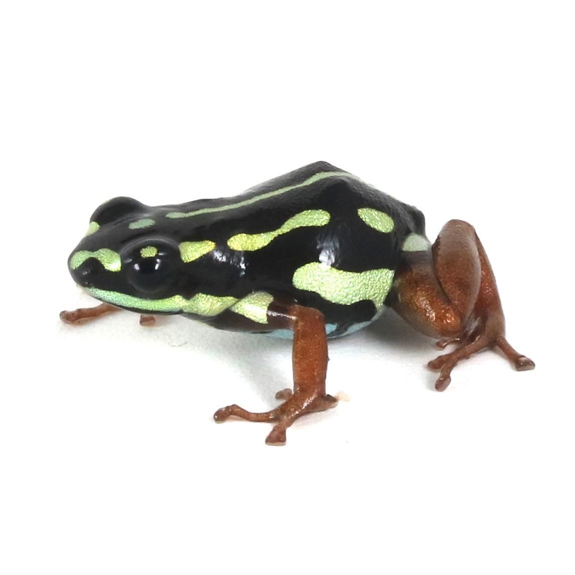 R. Flavovittata- Gold Legged
